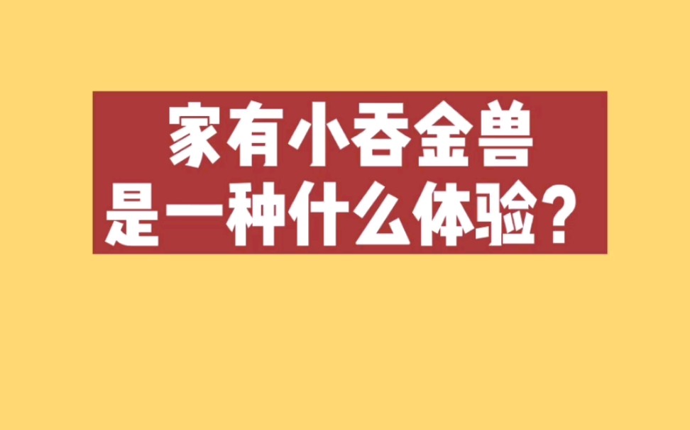 【bounprem】家有小吞金兽是一种什么体验?_哔哩哔哩_bilibili