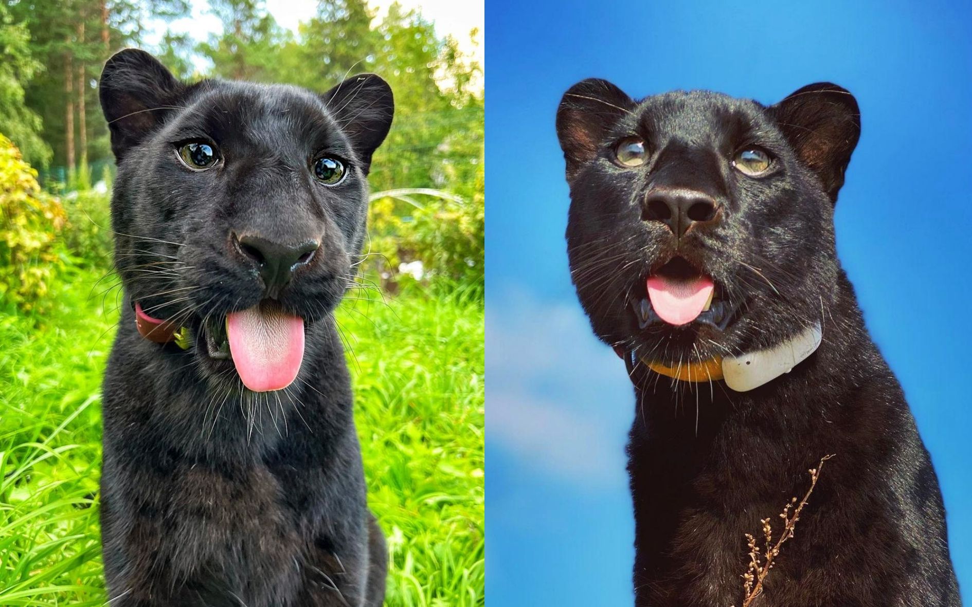 豹 笑!小黑豹为什么伸舌头