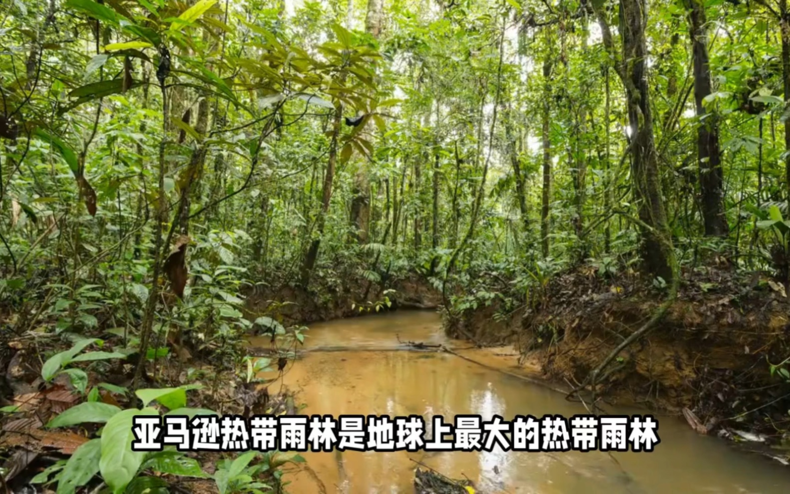 热带雨林植物危险图片