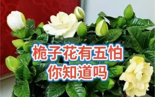 Download Video: 栀子花养护难度大？新手注意这5忌，好养还容易开花！