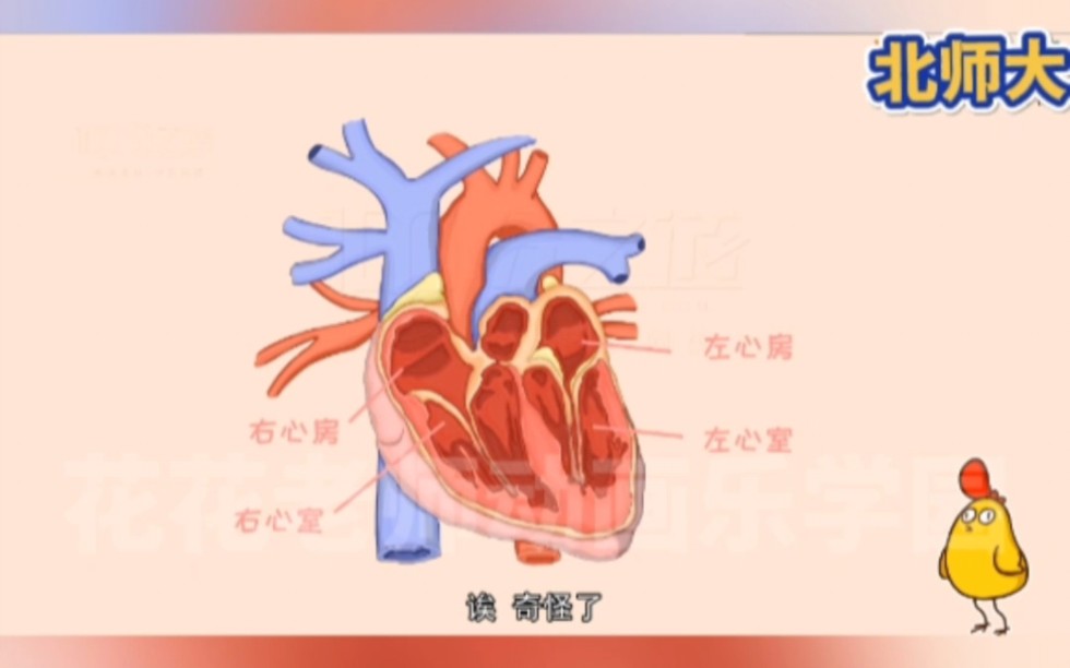 看趣味动画,学七年级下册生物知识点,心脏的位置和结构哔哩哔哩bilibili