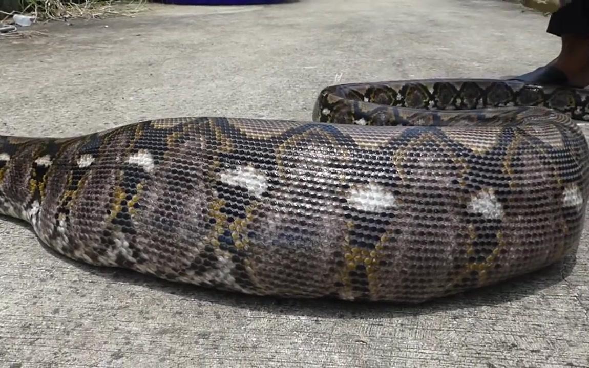 泰国蟒蛇吞宠物猫 吃了我的给我吐出来 python swallows and then