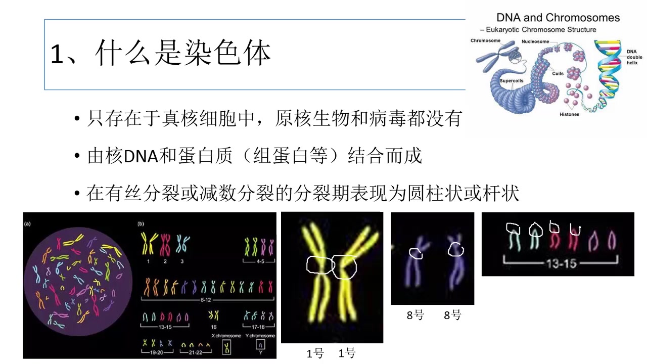 【高一生物】染色体相关术语讲解哔哩哔哩bilibili