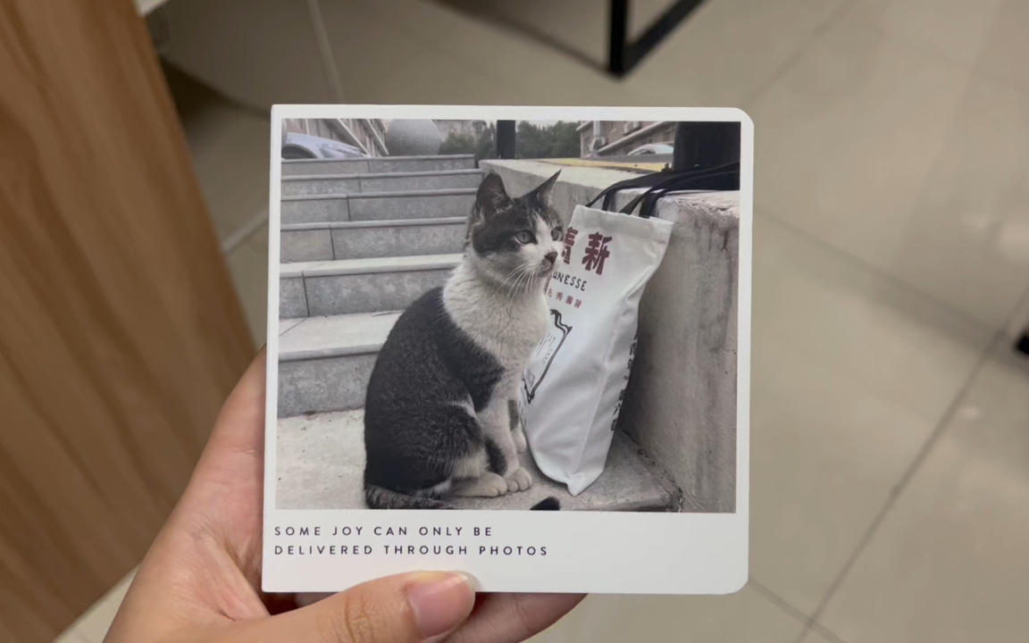 印鸽定制小照片书,印猫猫太可爱啦