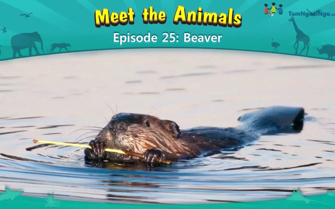 认识动物:海狸Meet the Animals Beaver哔哩哔哩bilibili