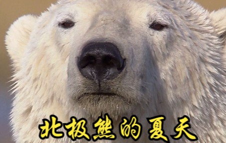 【德国】【纪录片】北极熊的夏天 Polar bear summer哔哩哔哩bilibili