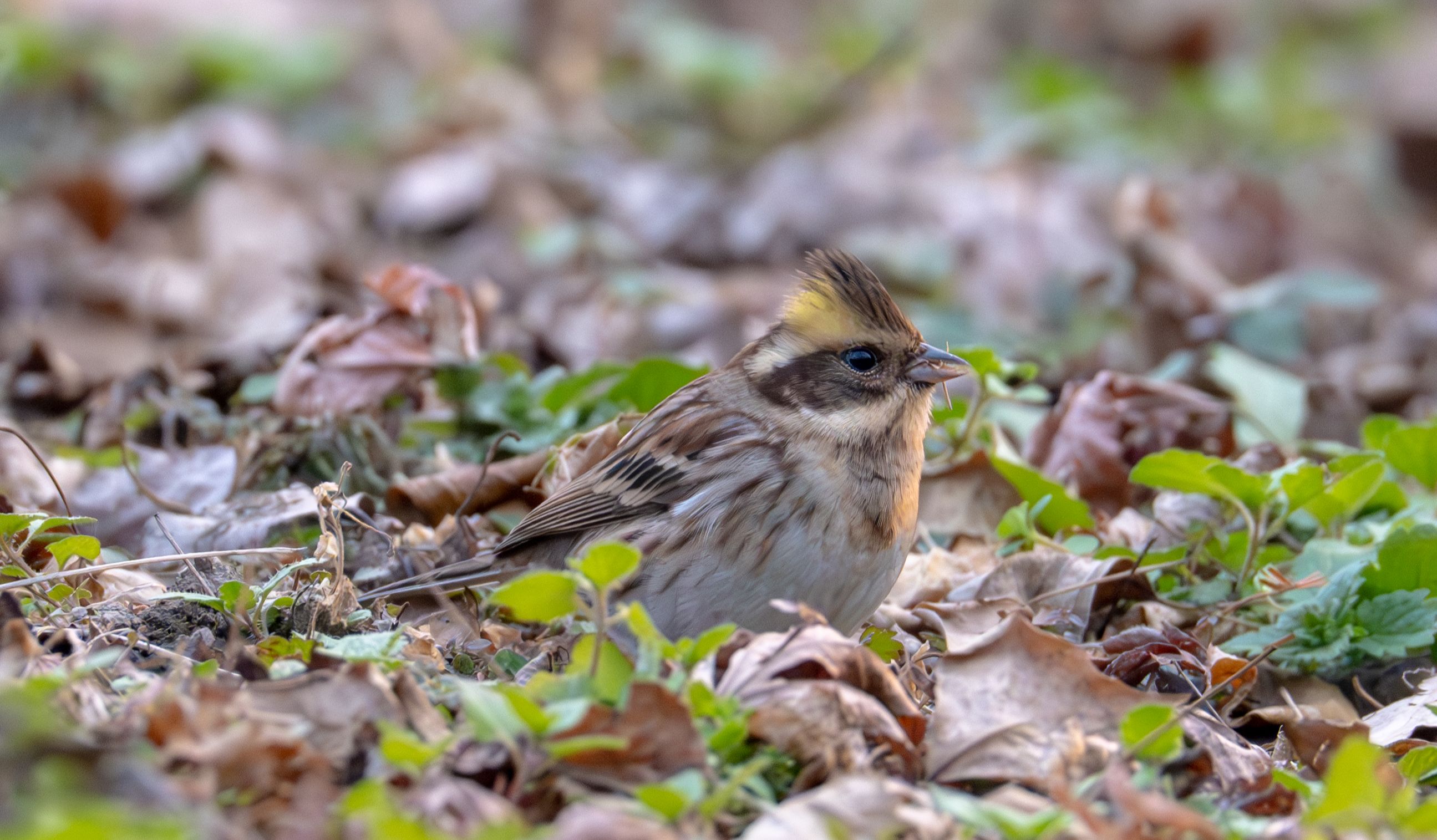 连接上地球online但是网络不是很好的黄眉鹀