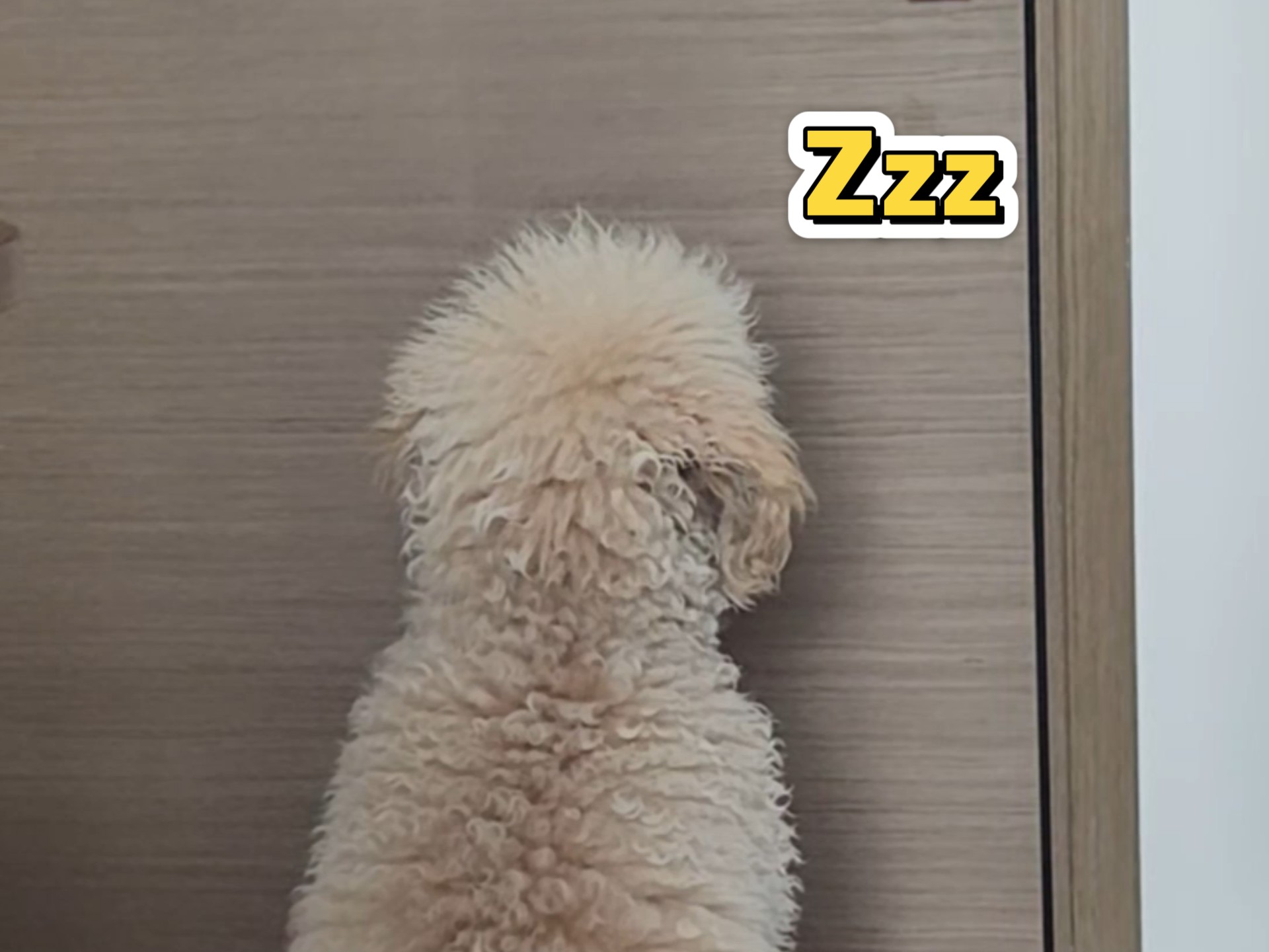 谁懂啊,让它面壁思过,不到五秒就睡着了!