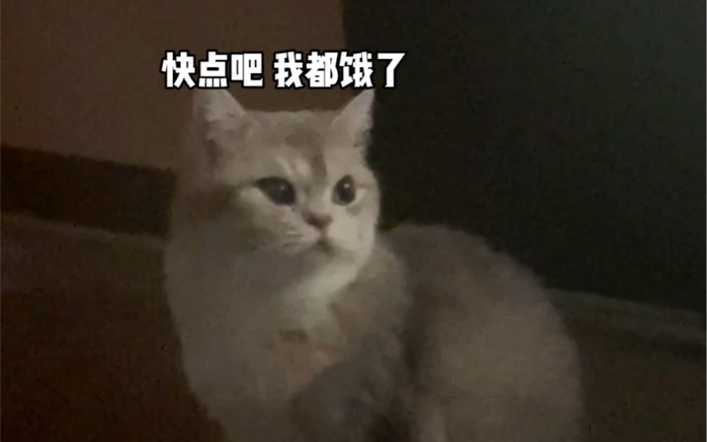 [图]养猫人的清晨闹铃｜我的猫咪早上会喊“妈~”