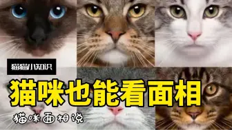 Video herunterladen: 猫咪的面相也会反映性格？看看你家猫是哪种