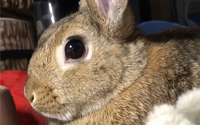 萌萌哒大眼兔:这双眼睛会让你心跳加速!