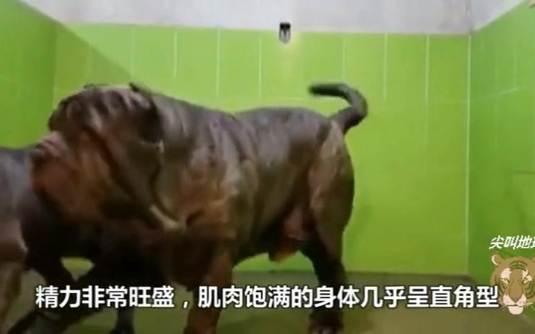 [图]人称“杀人犬”，又称意大利“食尸犬“，黑手党爱宠，危险程度使多国禁养。纽波利顿犬