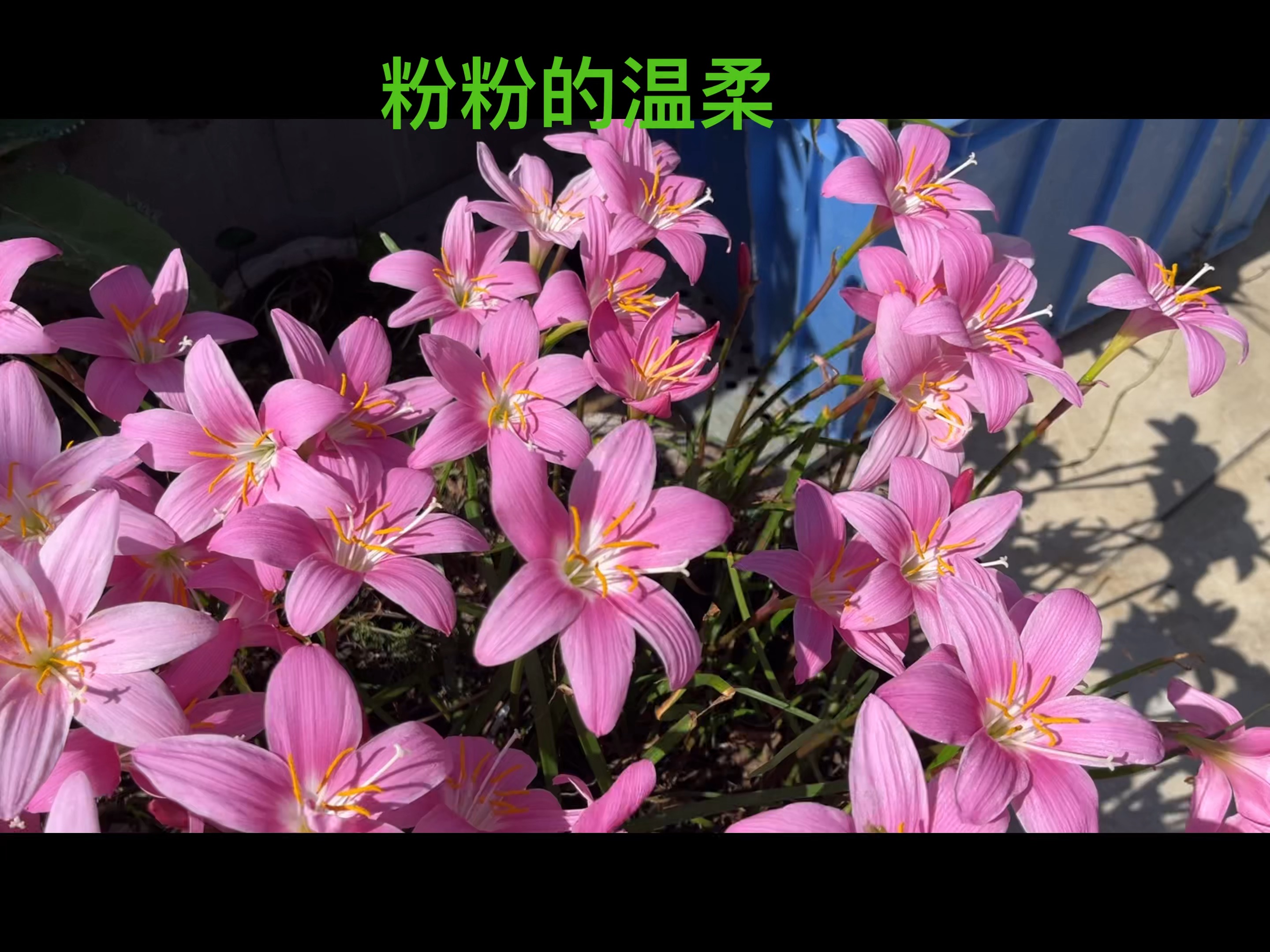 雨后小故事|粉色色风雨兰盛开,美丽如画!