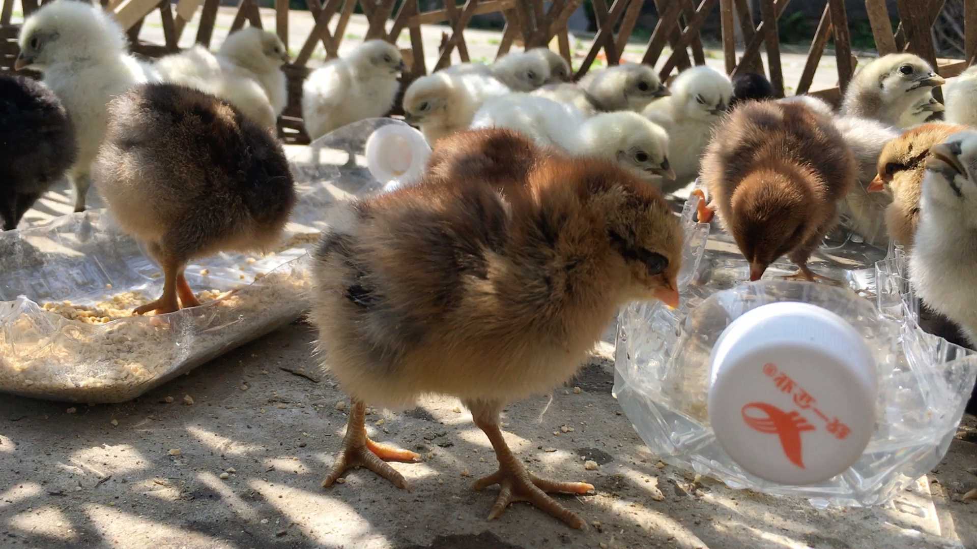 活动作品小鸡小鸡叽叽叽