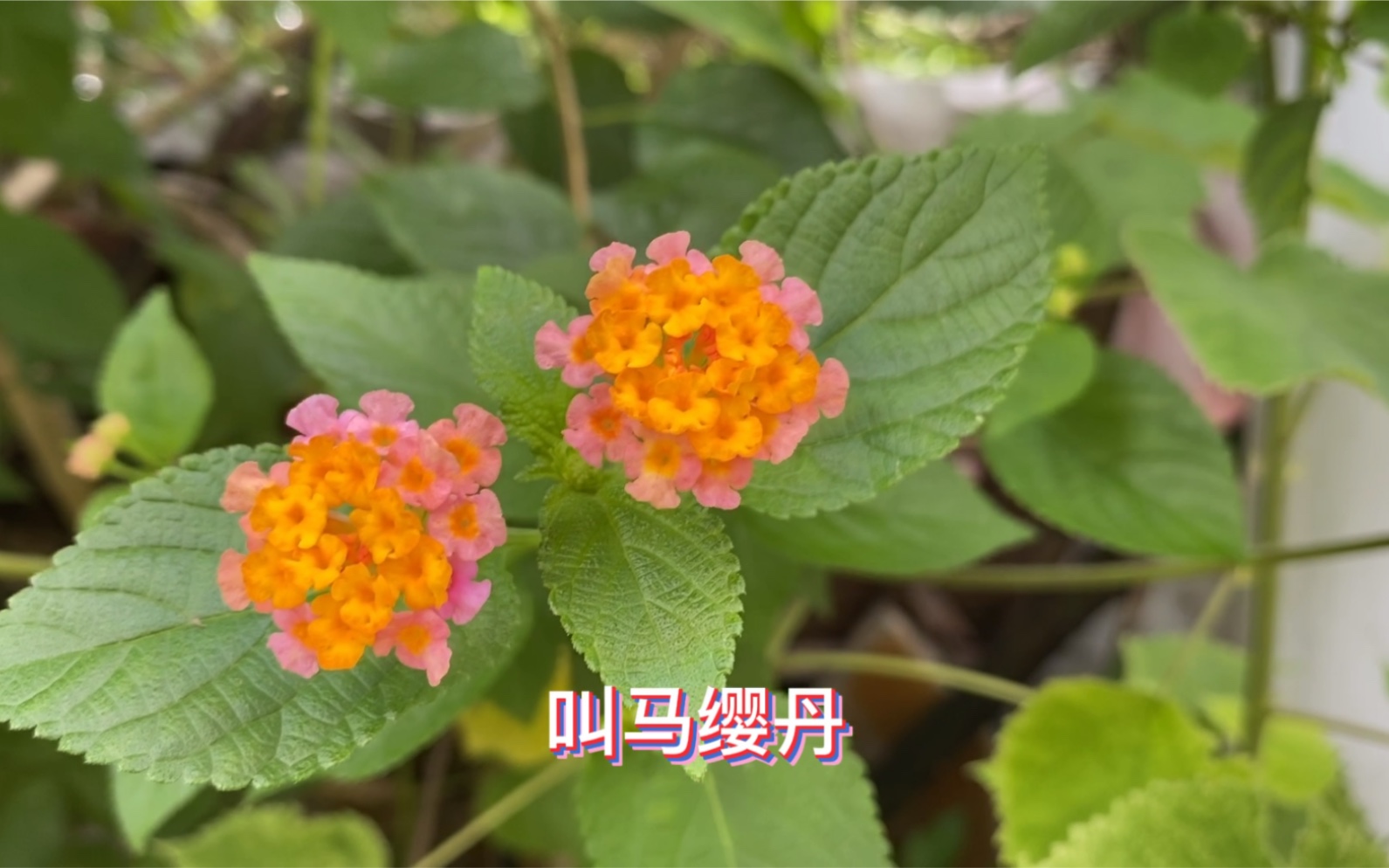 马缨丹被视为十种最有害的杂草之一有毒也要药用功效