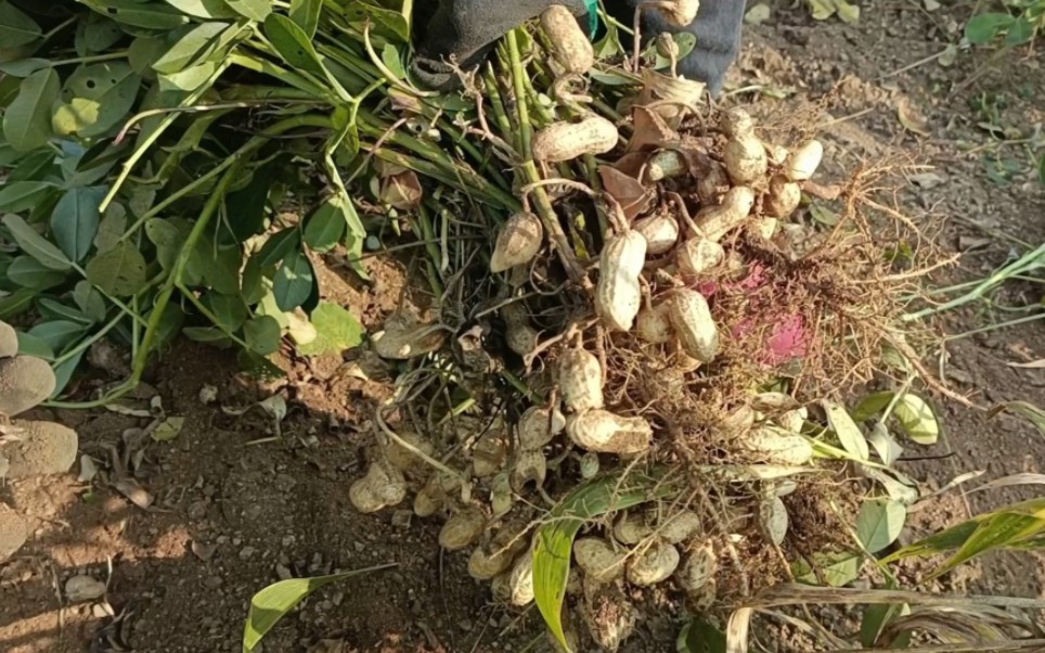 今天我们去收花生,收获是喜悦的,但是人也是真的累