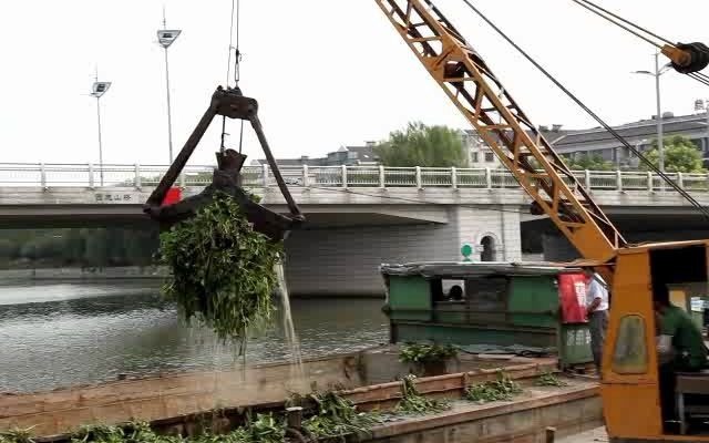 [图]水葫芦入侵绍兴市区环城河 连绵数公里 蔚为壮观 外来生物入侵 8年前轰动一时 如今见不到了！