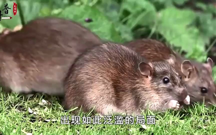 英国巨型老鼠"称霸",个头可达半米,专家:可能会突破1.5亿只
