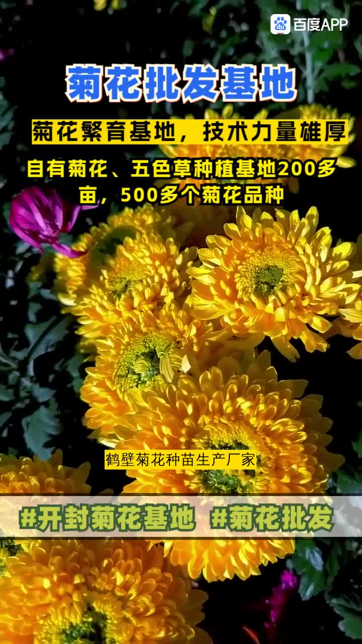 鹤壁菊花种苗生产厂家,绿雕造型用苗,菊花种苗,,绿雕用草,五色草种苗培育,找景茂,河南开封菊花苗源头厂家,覆盖区域包括湖北的武汉,黄石...