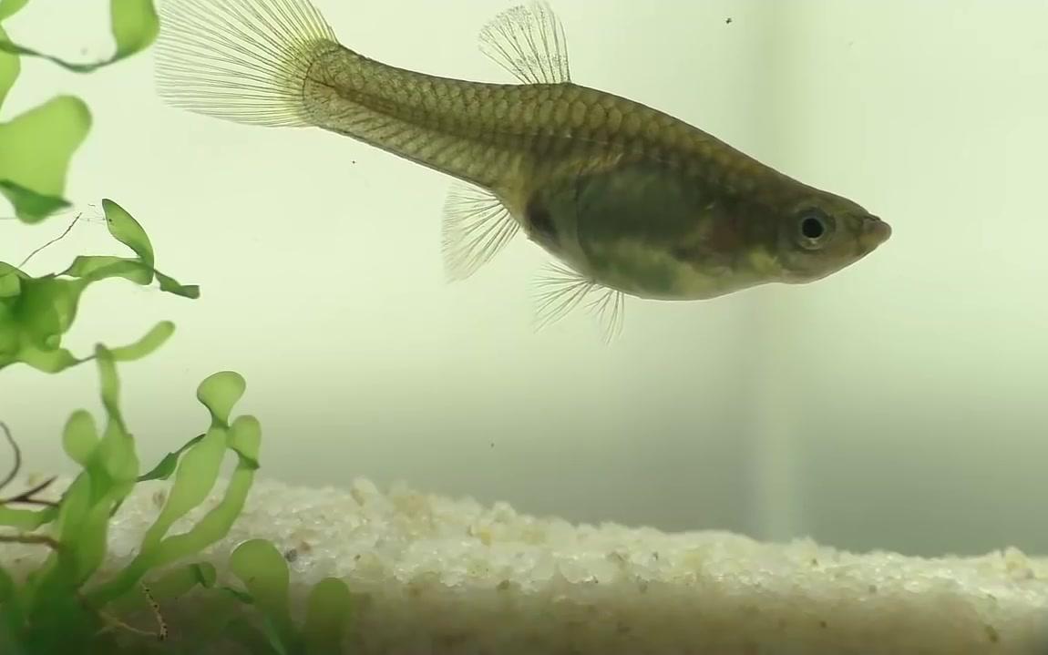 七色鱼母亲的生殖过程 ,母孔雀的繁殖过程