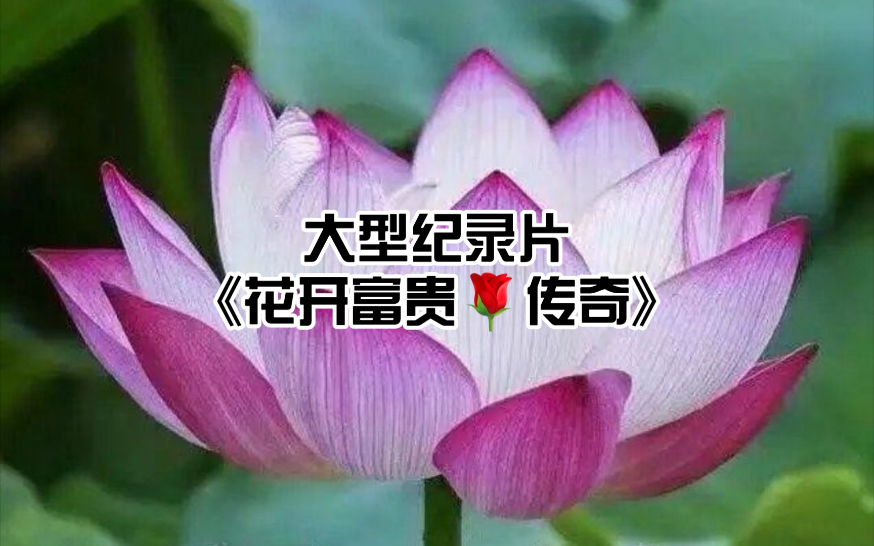 大型纪录片之《花开富贵𐟌𙤼 奇》哔哩哔哩bilibili