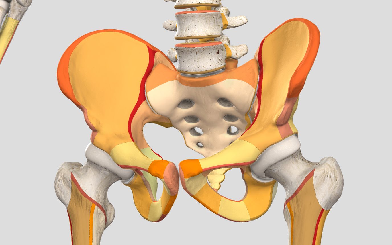 【骨盆、骨盆】到底是哪几块骨头,通过哪几个关节形成的“盆”?哔哩哔哩bilibili