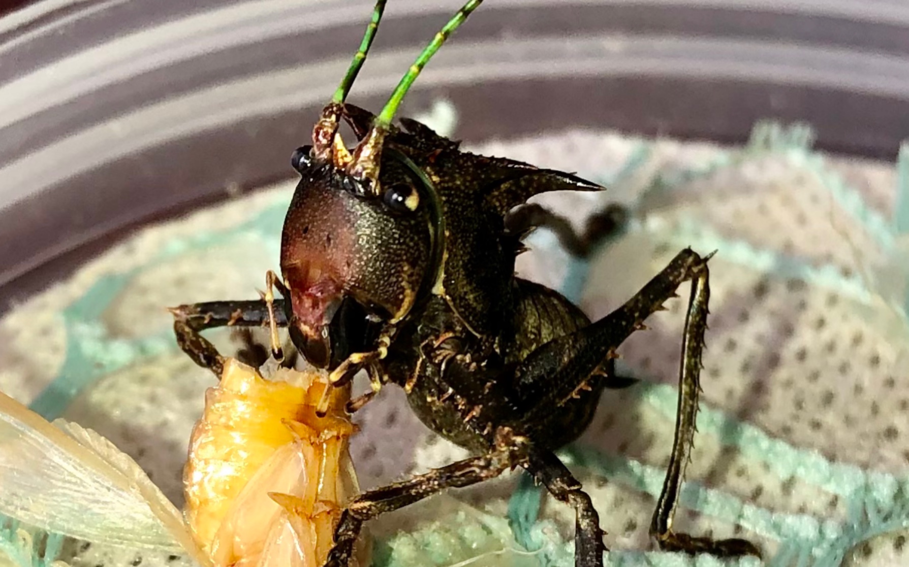 六刺天狗螽进食