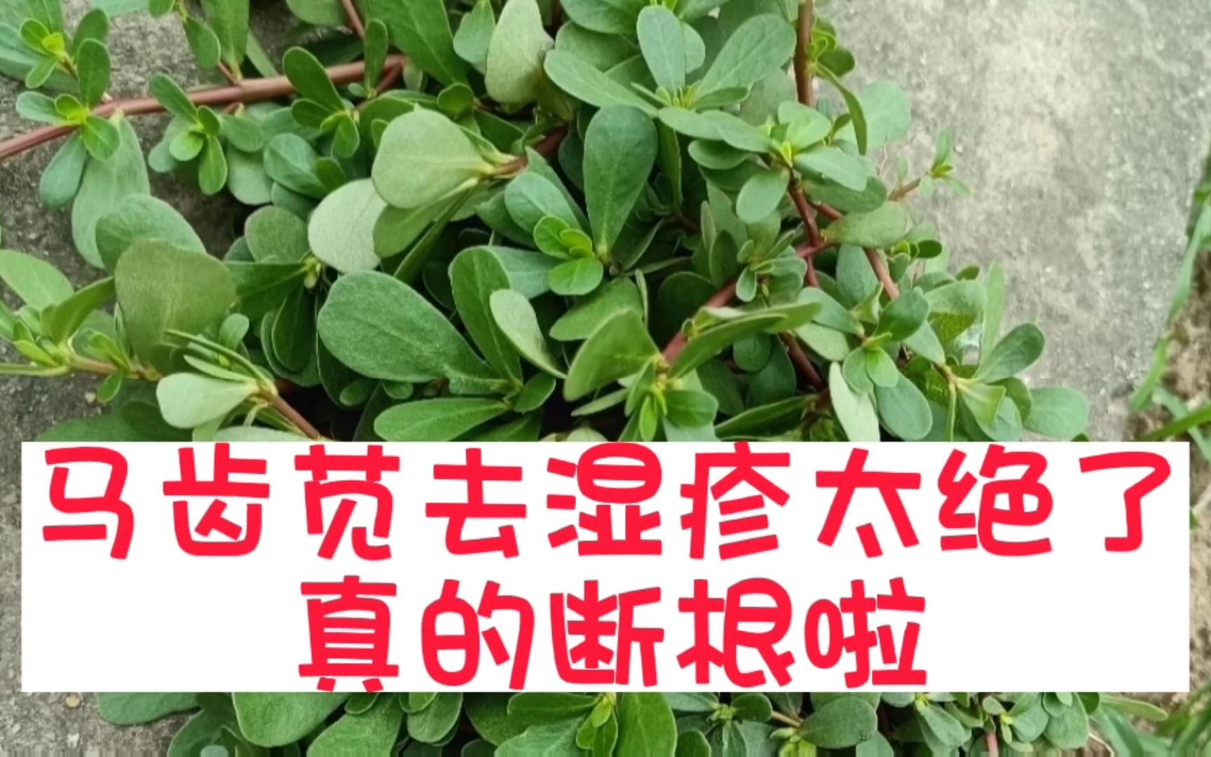 马齿苋怎样治白发图片