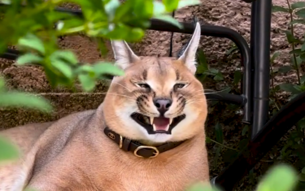 狞猫leon向你发送了一个笑容