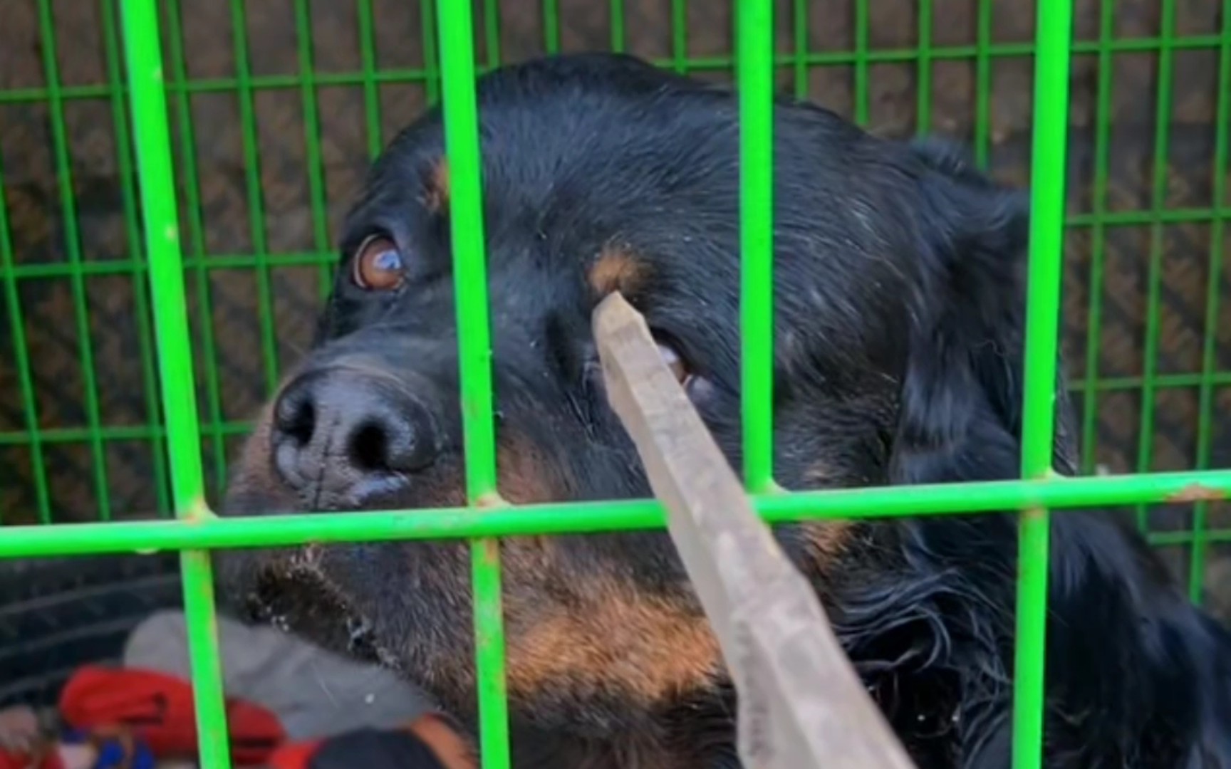 【豫西小丁】12月30日|直播·录播|下午四点场93|新的风暴出现60