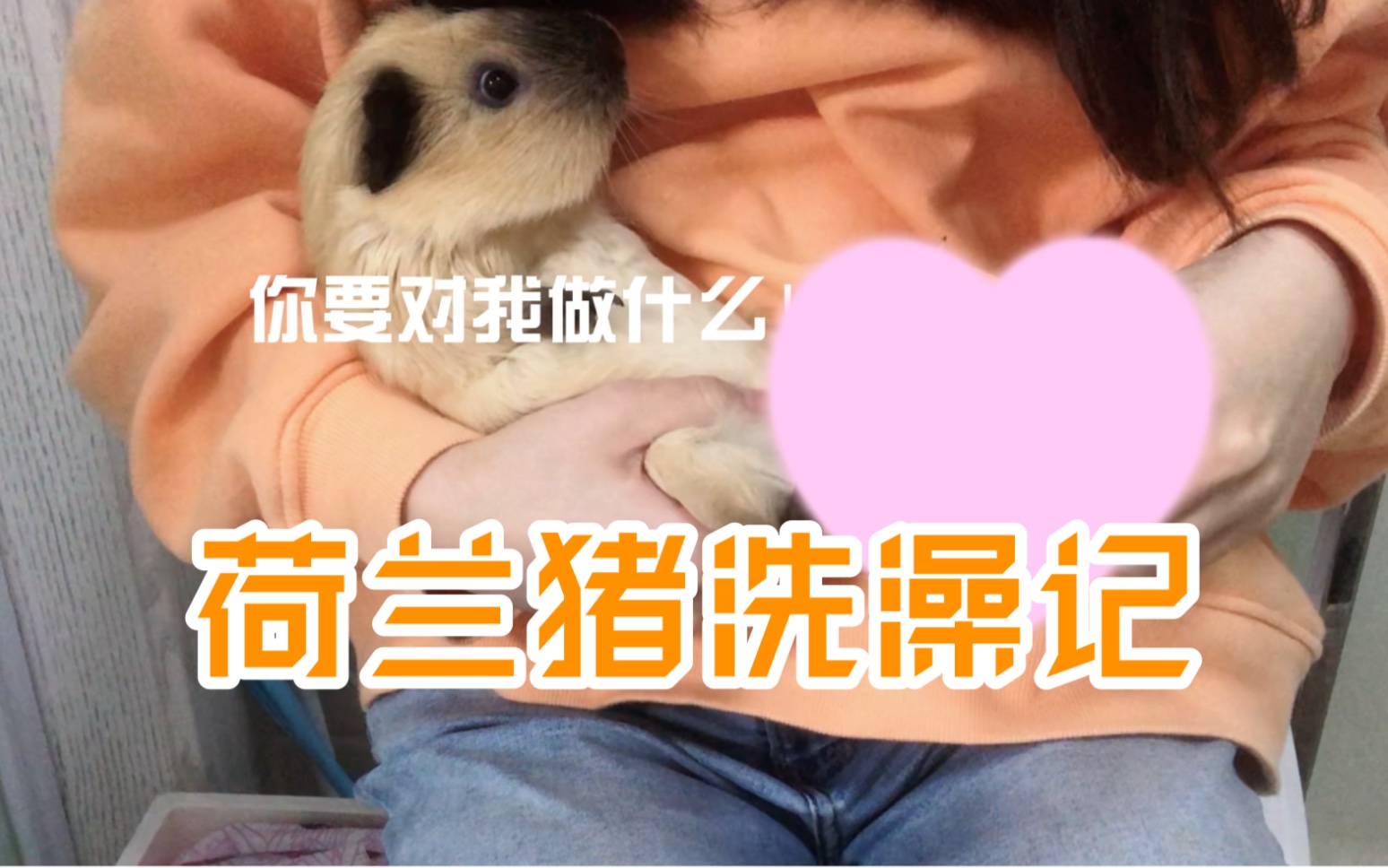 荷兰猪洗澡记哔哩哔哩bilibili