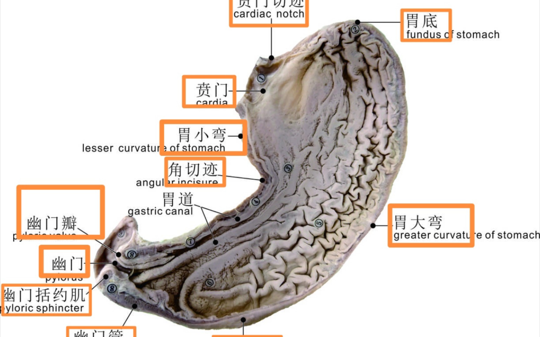 系解(系统解剖学)实物标本之内脏学上,消化与呼吸系统.ps.黄框内为大学系解标本考试常考内容.医学生辛苦整理,全是干货,求个三连.哔哩哔哩...