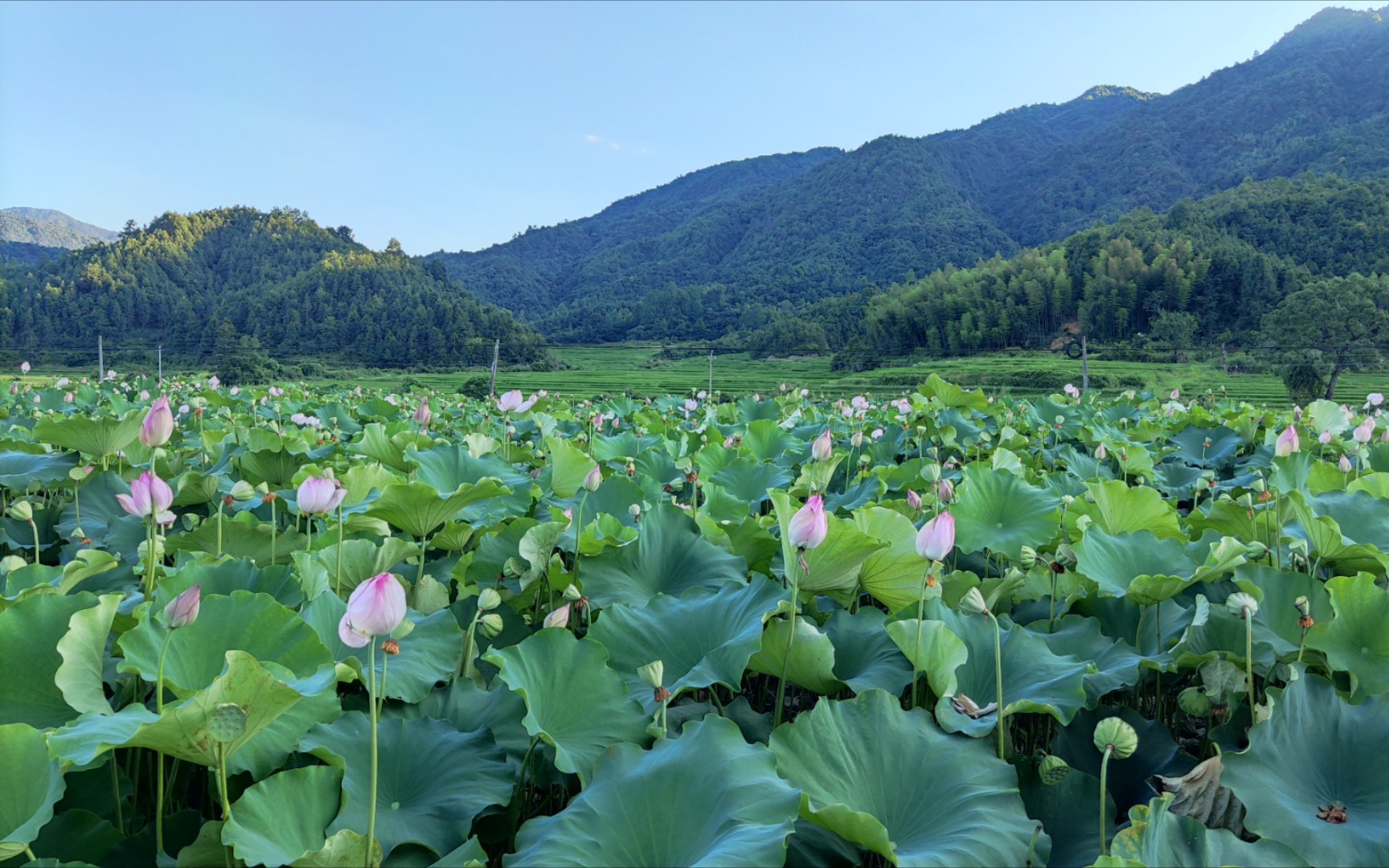 美丽乡村,夏日荷花池