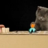 【转自YouTube】DIY猫玩具