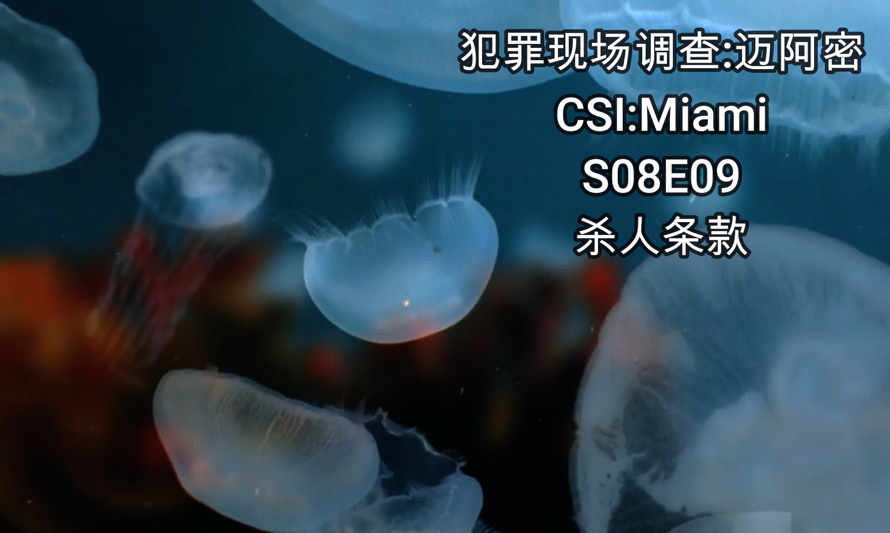 [图]【犯罪现场调查:迈阿密】CSI:Miami S8E09 杀人条款 栏杆旁与人打斗坠楼,残疾男遭水母蜇死; 指使手下杀员工骗保,黑心老总恶有恶报.