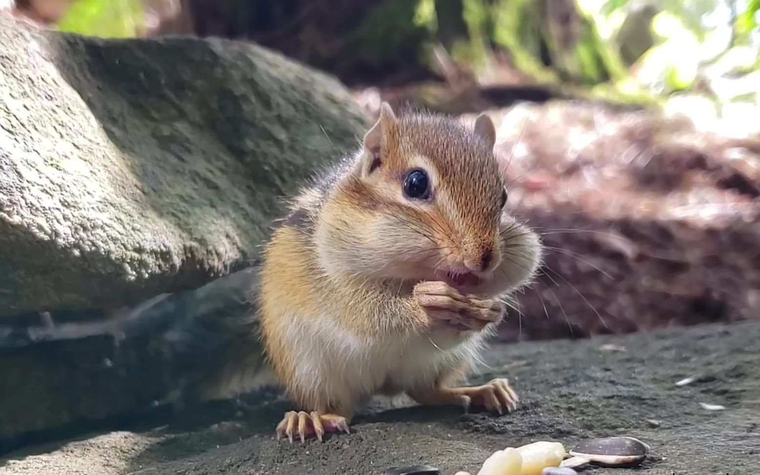 圆乎乎花栗鼠宝宝吃葡萄和坚果