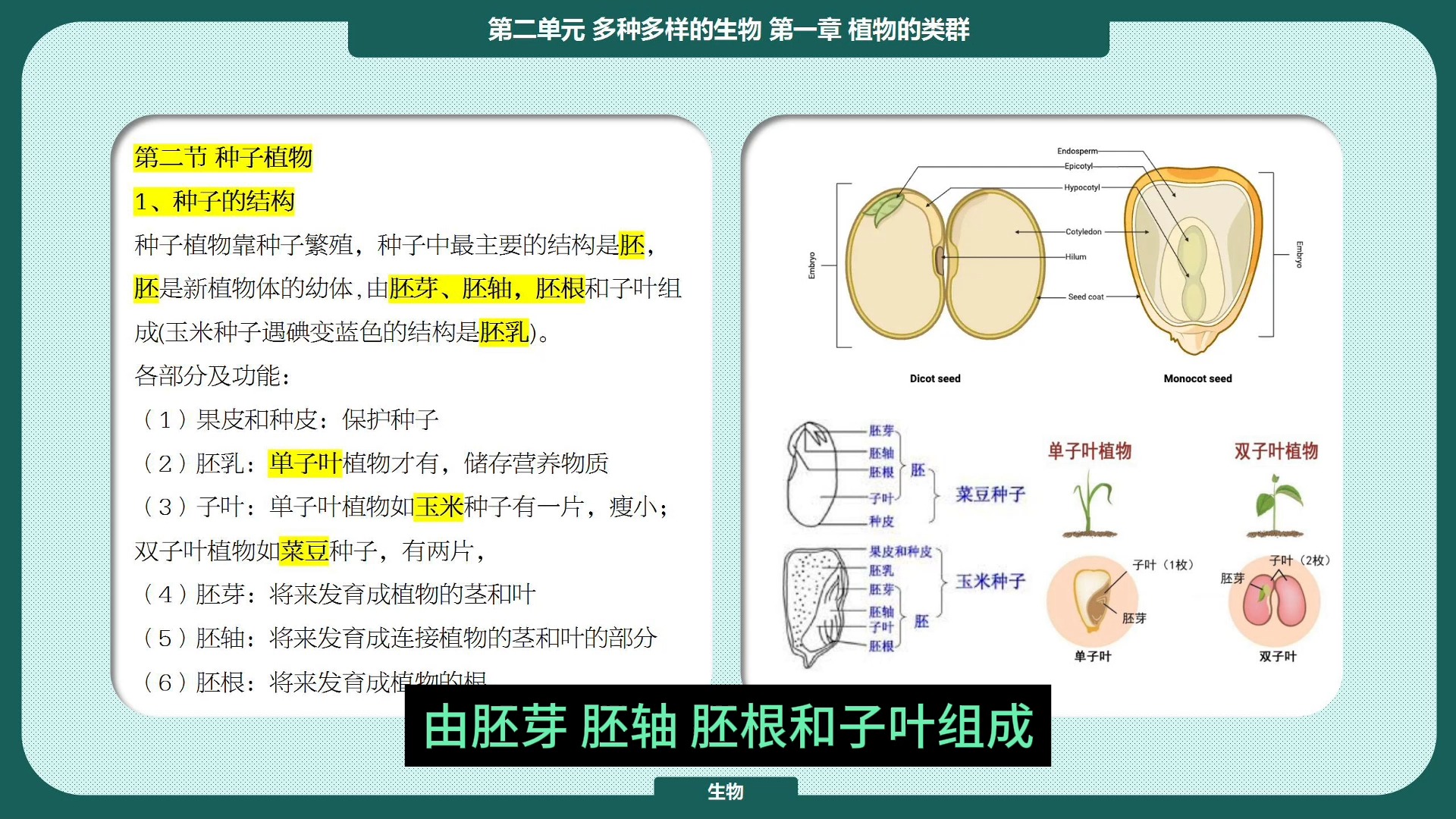 植物种子图片及名称图片