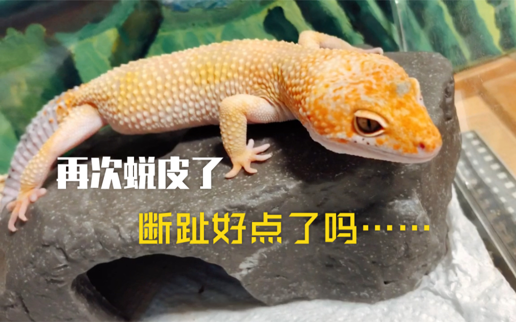 【豹纹守宫日常】断掉的脚趾头如何了?