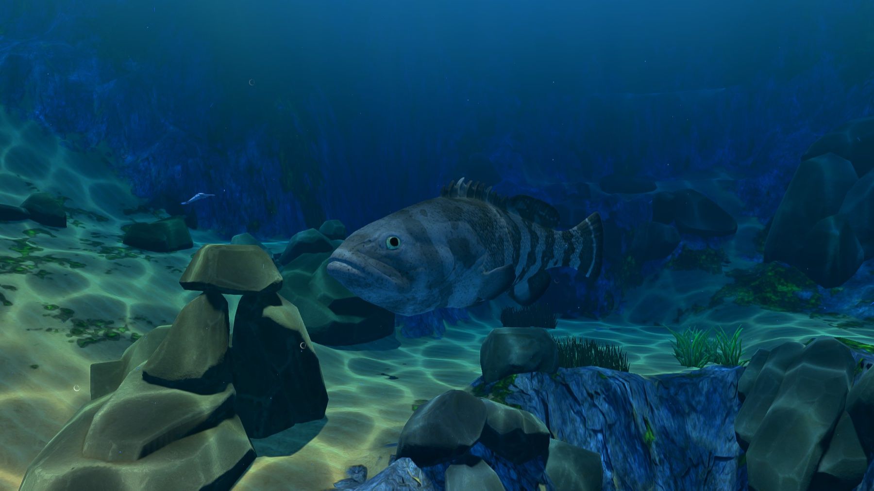 【海底大猎杀】石斑鱼生存【必修】