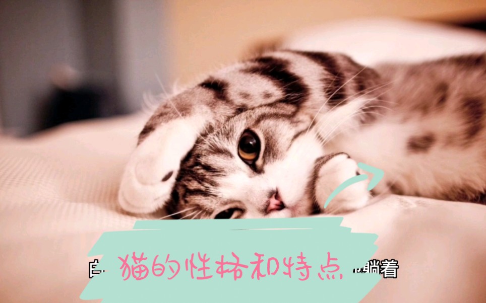 猫的习性和特点哔哩哔哩bilibili