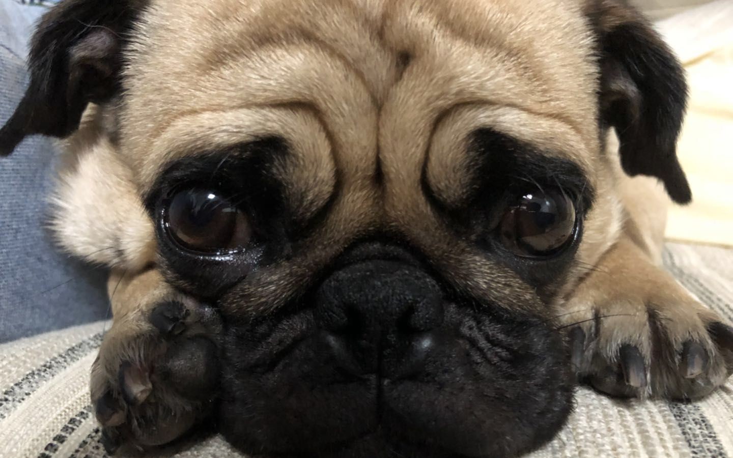 家有巴扎黑日常:挠痒痒,你陪我玩吧