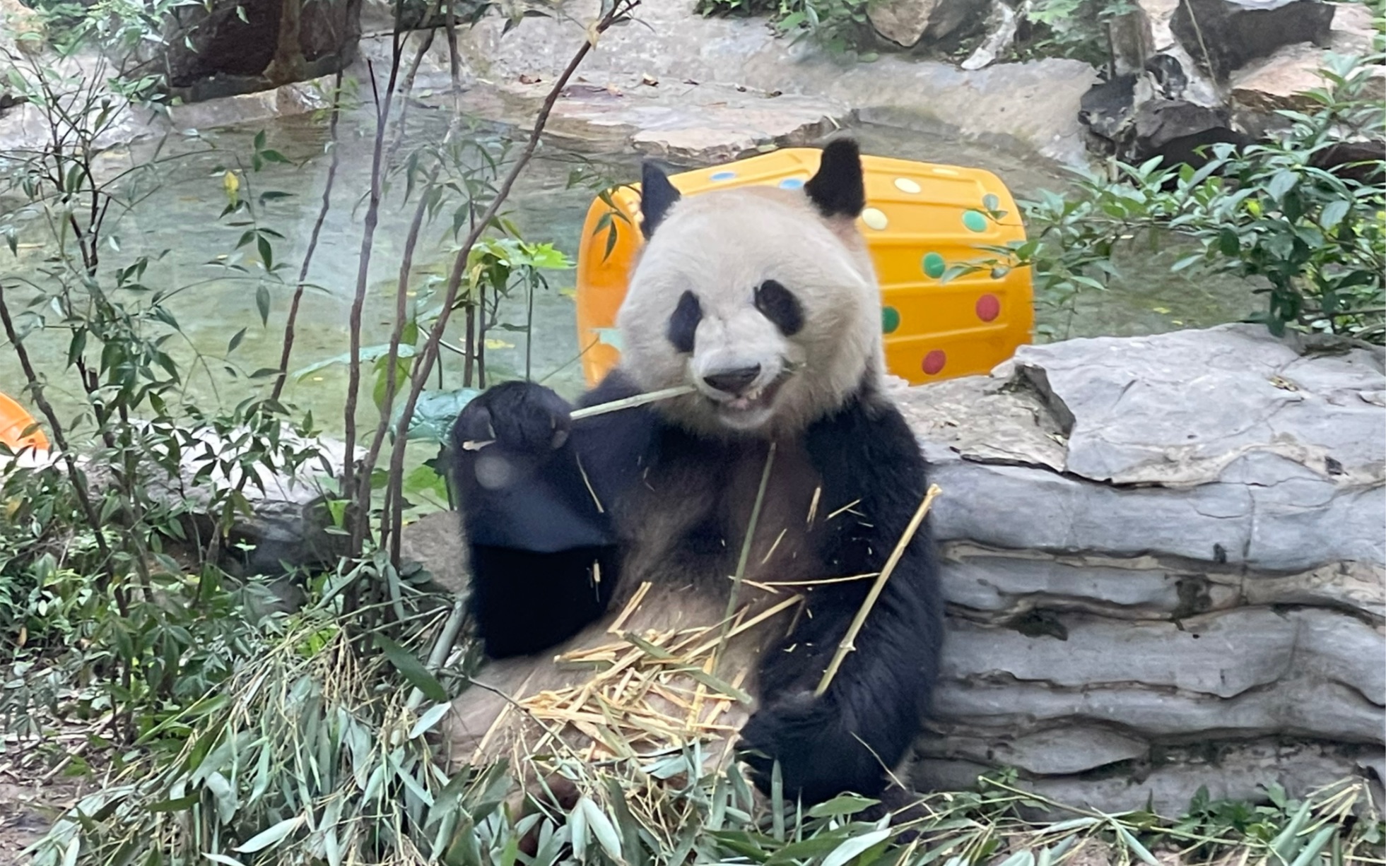 大熊猫和风大脸暴击