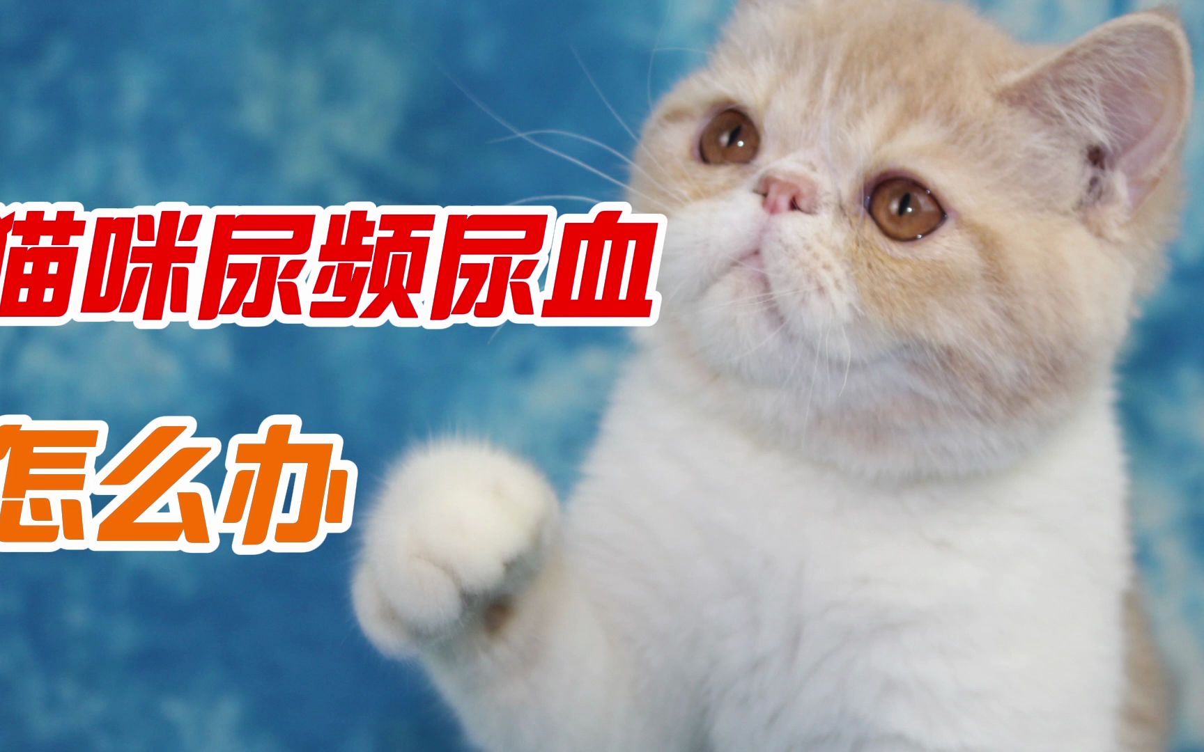 猫咪尿频尿血怎么办哔哩哔哩bilibili