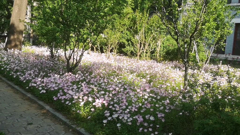 [图]2022.5.6｜请欣赏一大片美丽月见草