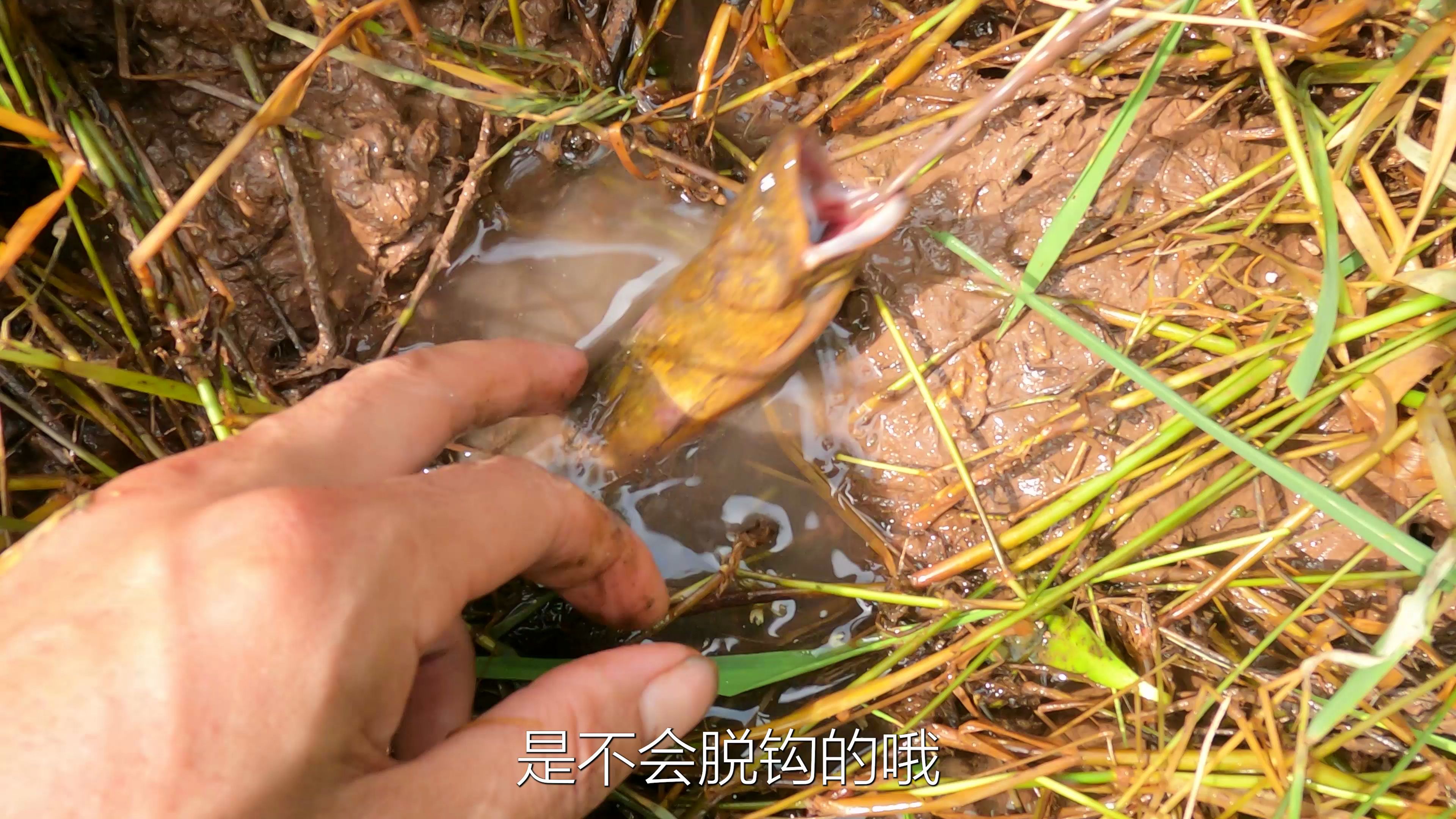 钓黄鳝要脱钩怎么办?那是你没用我这种方法,想脱钩都难!