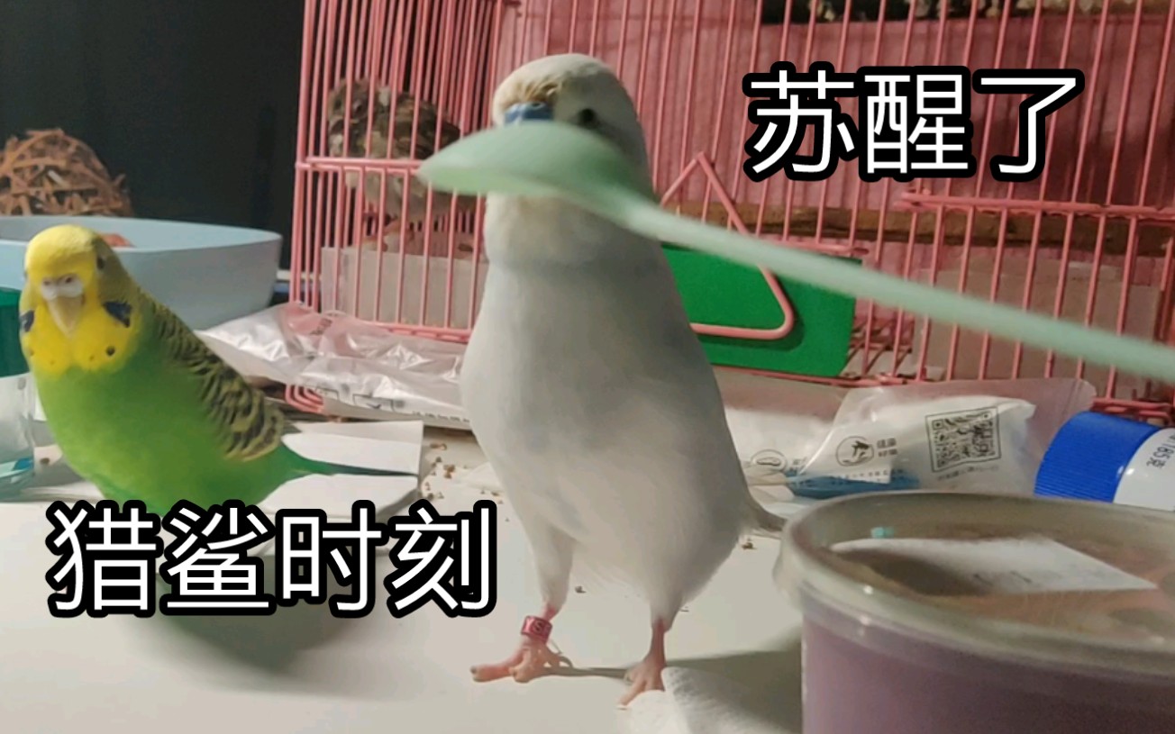 活动作品虎皮鹦鹉啾啾你再敲勺子我就生气气了