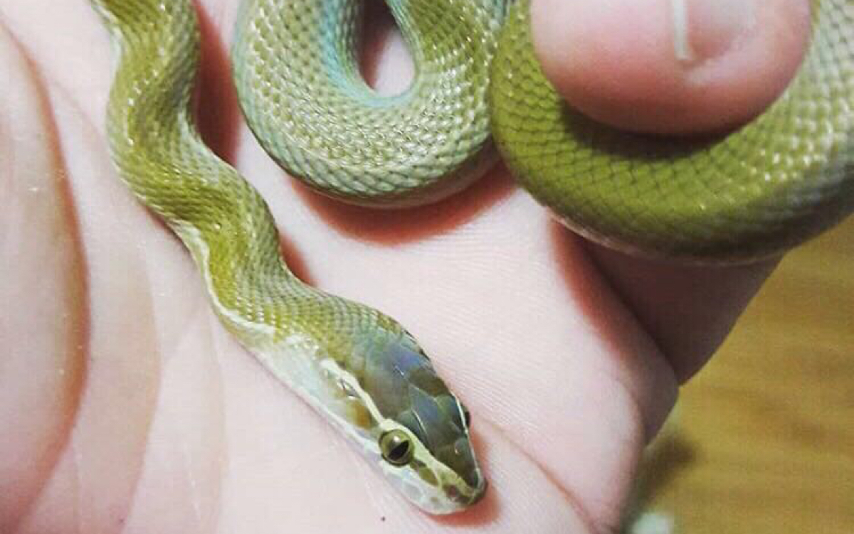 绿屋蛇捕食全过程和漂亮的绞杀胆小人士慎入