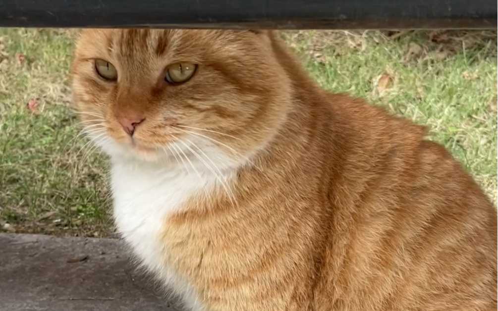 小胖橘还有点英俊