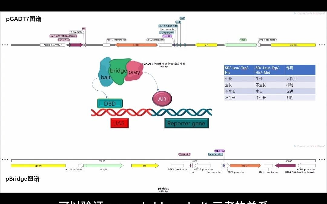 酵母三杂交原理瑞源生物哔哩哔哩bilibili