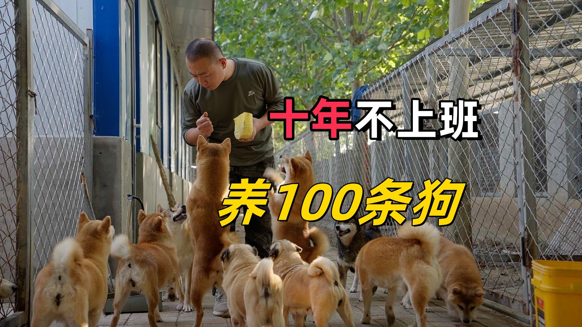 10年不上班,做犬舍,你想不到养100条狗有多爽!哔哩哔哩bilibili